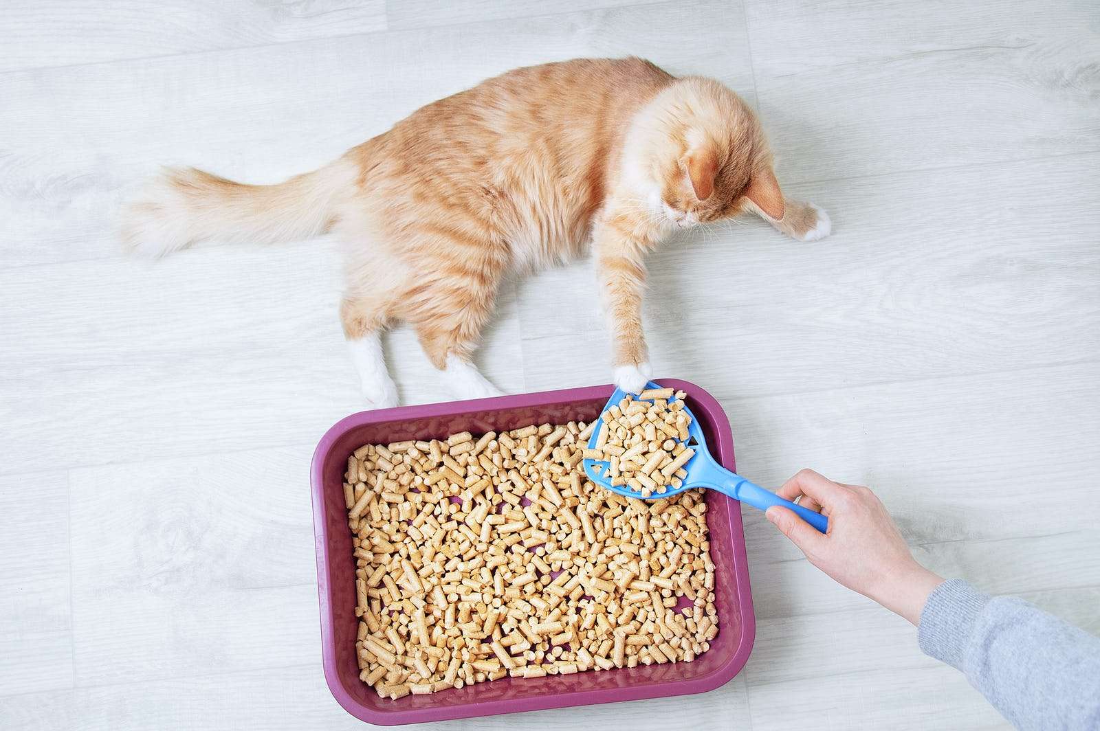 cbf3e144 3587 4e21 b3b4 26dd32fb41b9 best cat litter for odor control