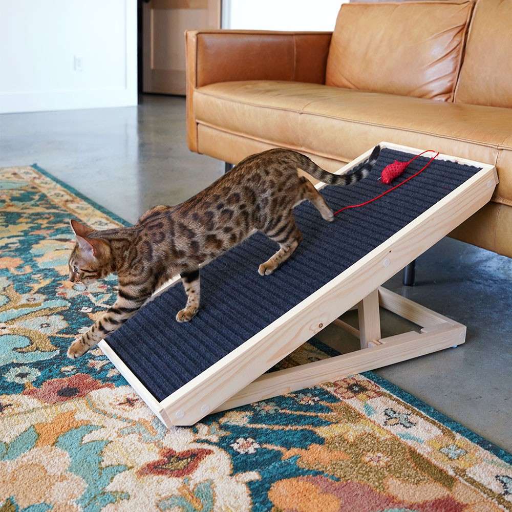 scratchyramp bengal main