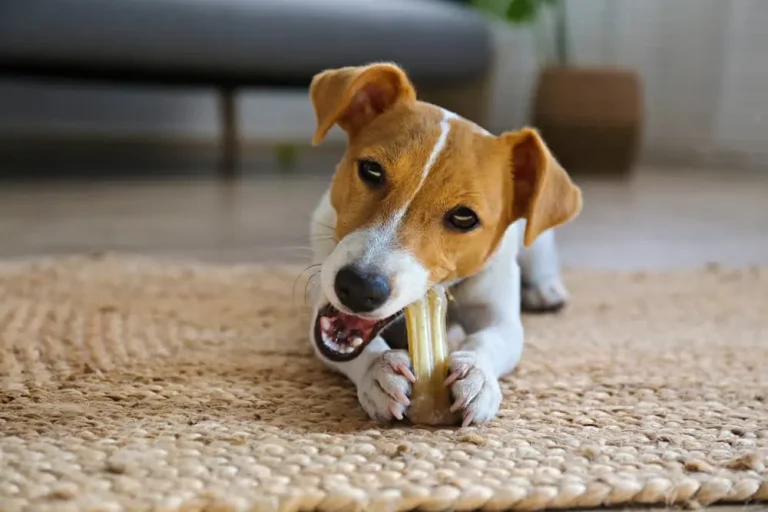 dog chews