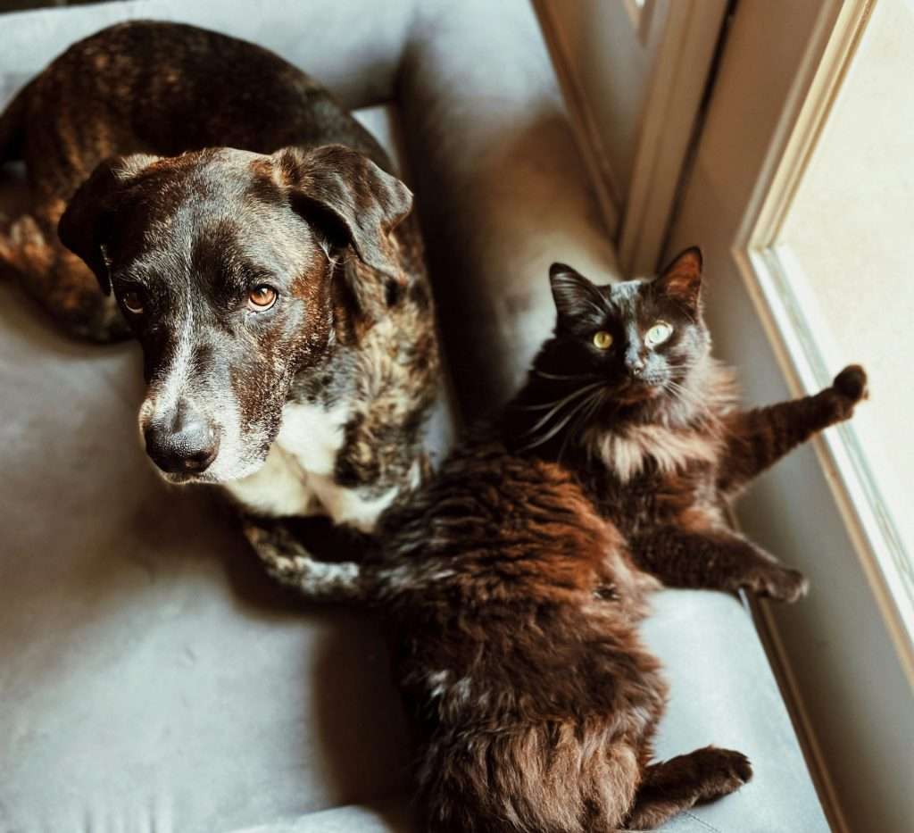 Dog and cat are lying on a grey couch near the window