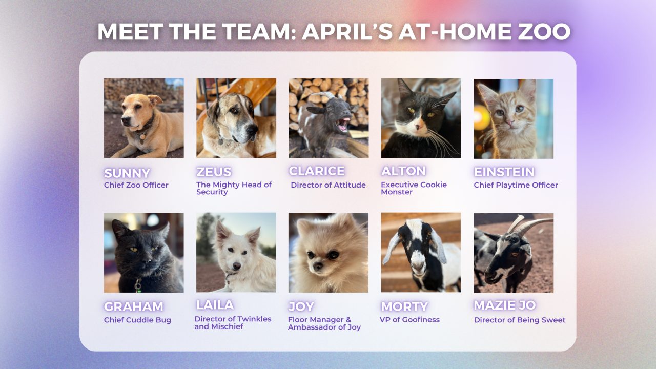 meet the team
